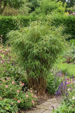 Fargesia rufa 175-200 cm - Potte