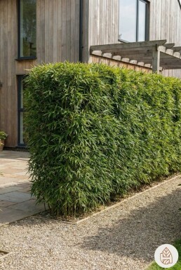 Fargesia robusta 'Campbell' 200-225 cm - Potte