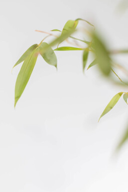 Phyllostachys aurea 200-225 cm - Potte