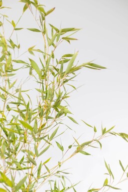 Phyllostachys aurea 200-225 cm - Potte