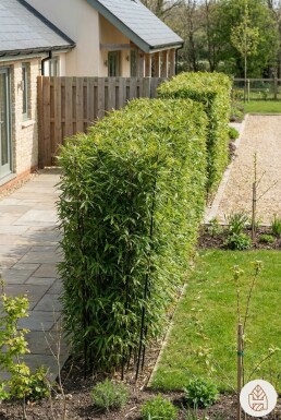 Phyllostachys nigra 200-225 cm - Potte