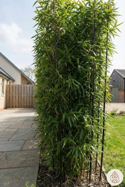 Phyllostachys nigra 200-225 cm - Potte