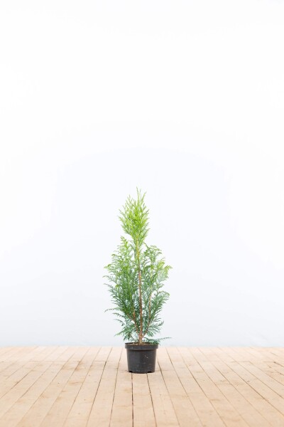 Thuja plicata 'Excelsa' 60-80 cm - Potte
