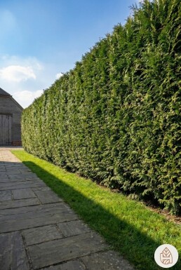 Thuja plicata 'Martin' 175-200 cm - Potte