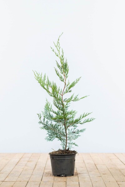 Cupressocyparis leylandii 60-80 cm - Potte