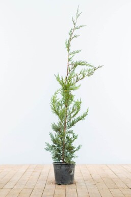 Cupressocyparis leylandii 80-100 cm - Potte