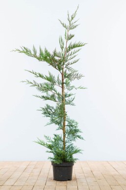 Cupressocyparis leylandii 100-125 cm - Potte