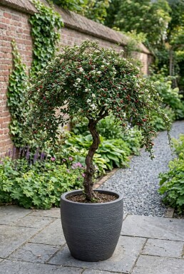 Cotoneaster suecicus 'Coral Beauty' på stamme stammehøjde 40 cm C4