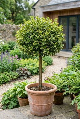 Euonymus fortunei 'Emerald 'n' Gold' på stamme stammehøjde 40 cm C4