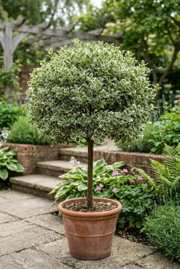 Euonymus fortunei 'Emerald Gaiety' på stamme stammehøjde 40 cm C4