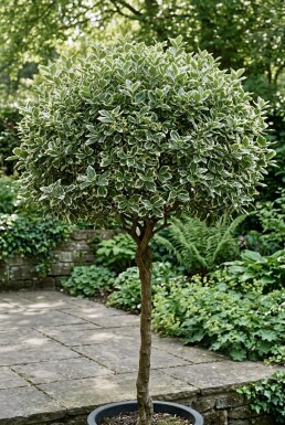 Euonymus fortunei 'Emerald Gaiety' på stamme stammehøjde 40 cm C4