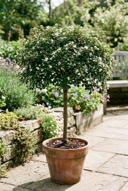 Cotoneaster dammeri 'Streibs Findling' på stamme 60 cm C4