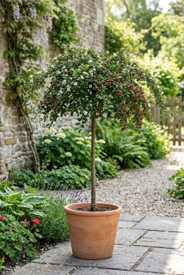 Cotoneaster suecicus 'Coral Beauty' på stamme stammehøjde 60 cm C4