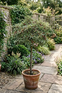 Cotoneaster suecicus 'Juliette' på stamme 60 cm C4