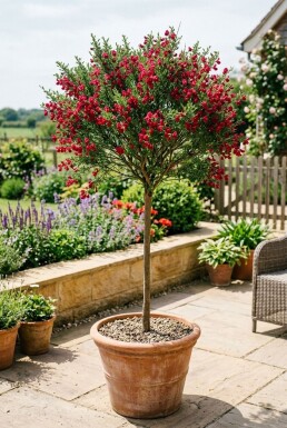 Cytisus 'Boskoop Ruby' på stamme stammehøjde 60 cm C4