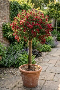 Cytisus 'Boskoop Ruby' på stamme stammehøjde 60 cm C4