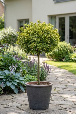 Euonymus fortunei 'Emerald 'n' Gold' på stamme stammehøjde 60 cm C4