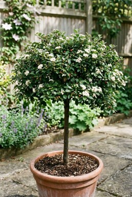 Cotoneaster dammeri 'Namsham' på stamme 80 cm C5