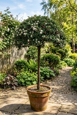 Cotoneaster dammeri 'Namsham' på stamme 80 cm C5
