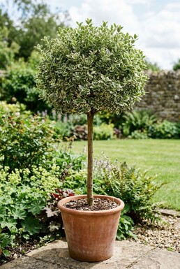 Euonymus fortunei 'Harlequin' på stamme stammehøjde 80 cm C5