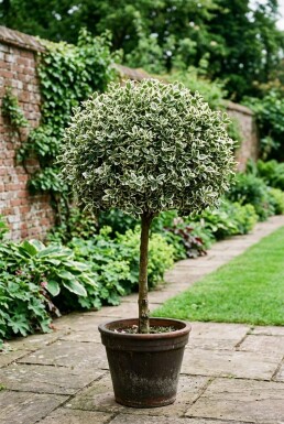 Euonymus fortunei 'Harlequin' på stamme stammehøjde 80 cm C5