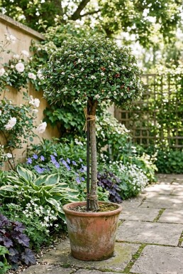 Cotoneaster dammeri 'Major' på stamme 120 cm C7,5