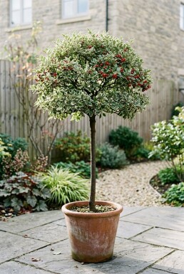 Cotoneaster suecicus 'Juliette' på stamme stammehøjde 120 cm C7,5