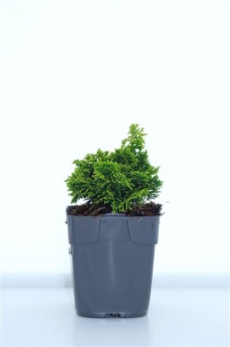 Chamaecyparis obtusa 'Aurora' busk 15-20 cm C1