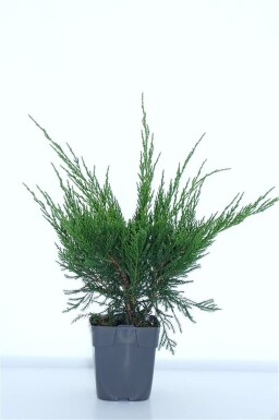 Juniperus pfitzeriana 'Mint Julep' busk 15-20 cm C1