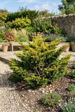 Juniperus pfitzeriana 'Old Gold' busk 15-20 cm C1