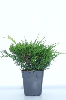 Juniperus pfitzeriana 'Old Gold' busk 15-20 cm C1