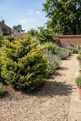 Juniperus pfitzeriana 'Old Gold' busk 15-20 cm C1