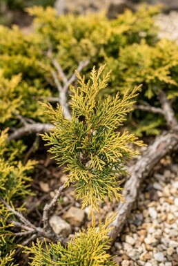 Juniperus pfitzeriana 'Old Gold' busk 15-20 cm C1