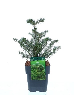 Abies koreana busk 20-30 cm C2