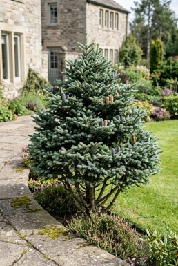 Abies koreana busk 20-30 cm C2