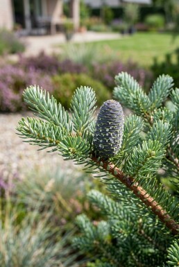 Abies koreana busk 20-30 cm C2