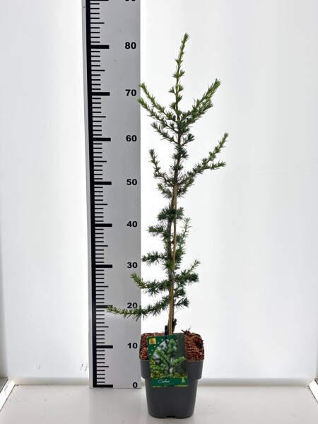 Cedrus libani 'Glauca' busk 20-30 cm C2