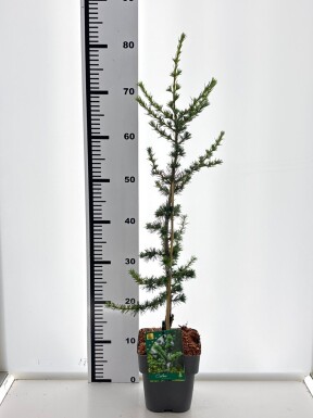 Cedrus libani 'Glauca' busk 20-30 cm C2