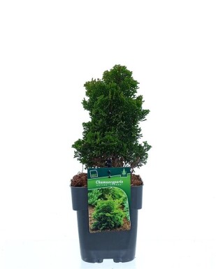 Chamaecyparis obtusa 'Aurora' busk 15-20 cm C2