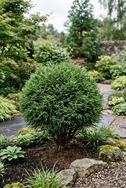 Cryptomeria japonica 'Vilmoriniana' busk 15-20 cm C2