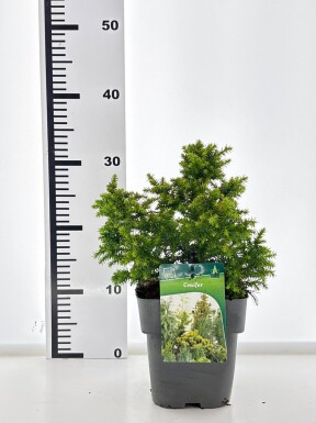 Cryptomeria japonica 'Vilmoriniana' busk 15-20 cm C2