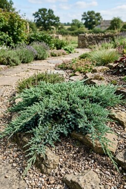 Juniperus conferta 'Blue Pacific' busk 15-20 cm C2
