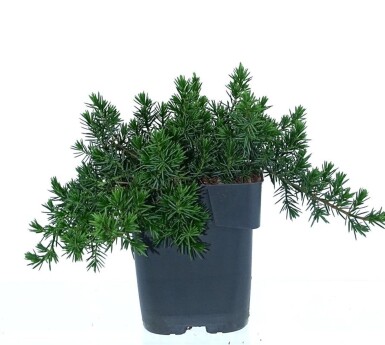 Juniperus conferta 'Blue Pacific' busk 15-20 cm C2