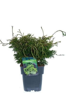Chamaecyparis obtusa 'Gitte' busk 30-40 cm C2