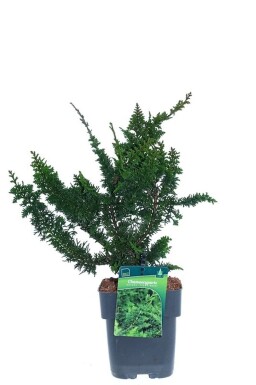 Chamaecyparis obtusa 'Teddy Bear' busk 20-25 cm C2