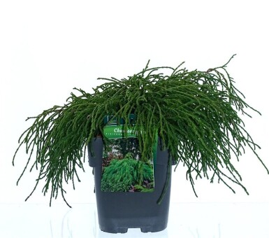 Chamaecyparis pisifera 'Filifera Nana' busk 30-40 cm C2