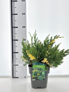 Juniperus chinensis 'Expansa Variegata' busk 20-25 cm C2