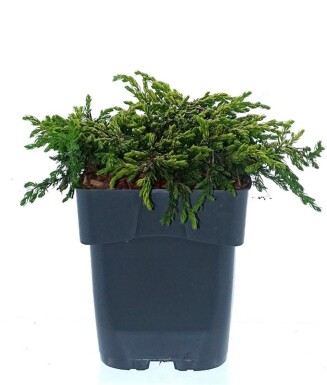 Juniperus communis 'Goldschatz' busk 20-25 cm C2