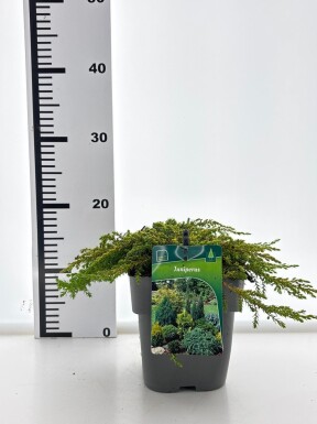 Juniperus communis 'Lemon Carpet' busk 20-25 cm C2