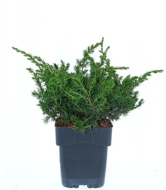 Juniperus conferta 'Schlager' busk 30-40 cm C2